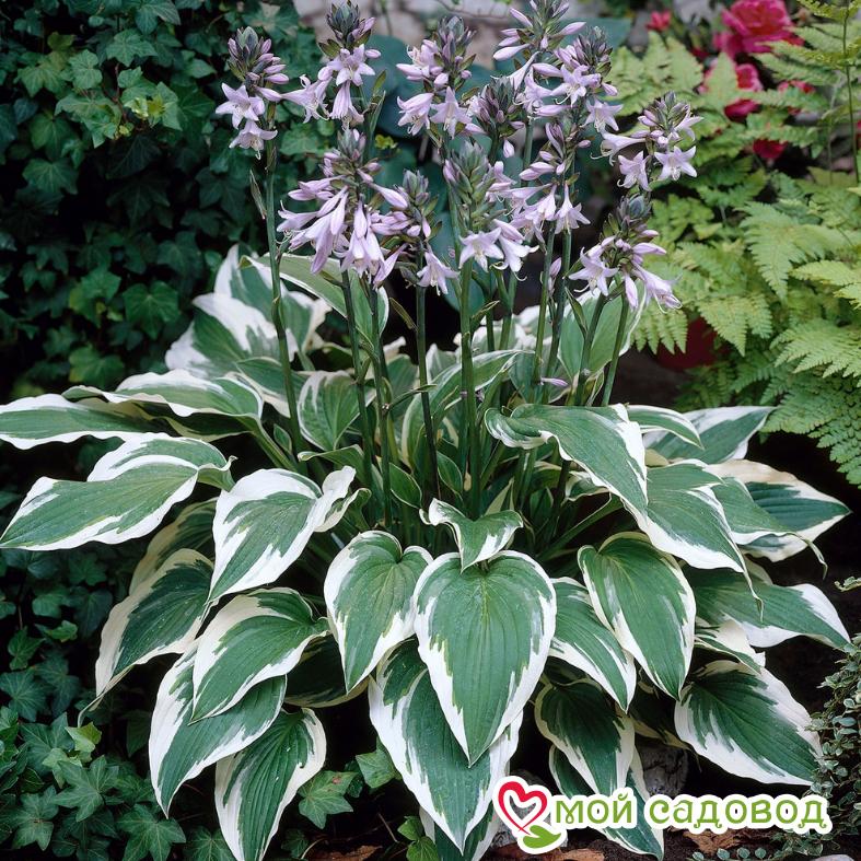 Хоста гибридная Антиох