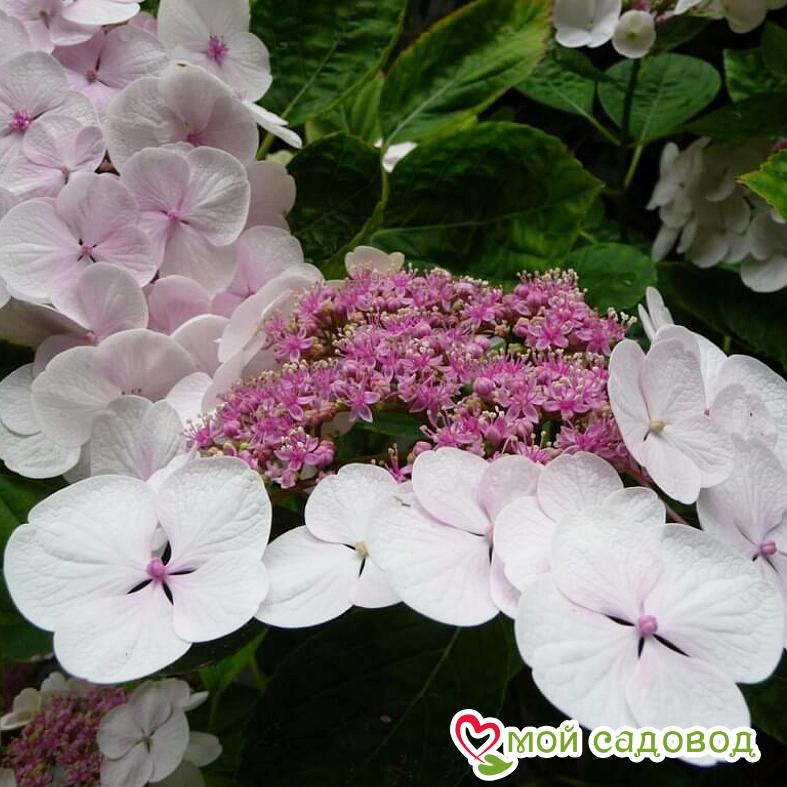 Эксклюзив! Гортензия Стрекоза ЗКС