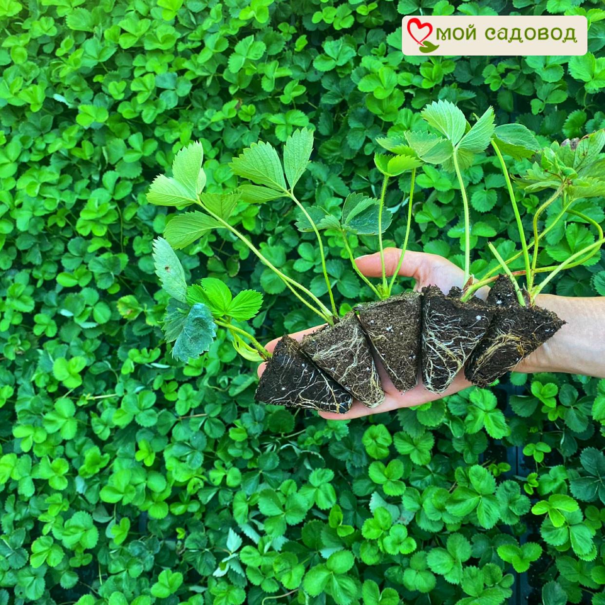 Клубника Азия (ранний сорт)