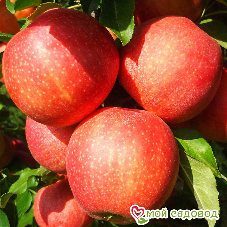 Яблоня Гала Маст