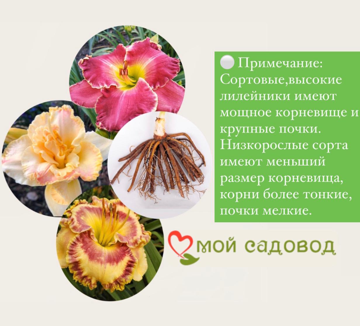 ЛИЛЕЙНИК ВУДУ ДЕНСЕР